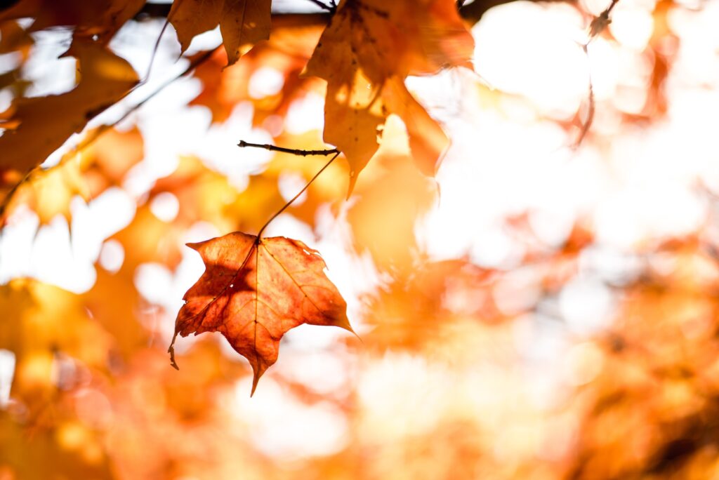 close up of orange brownish leaf in the fall