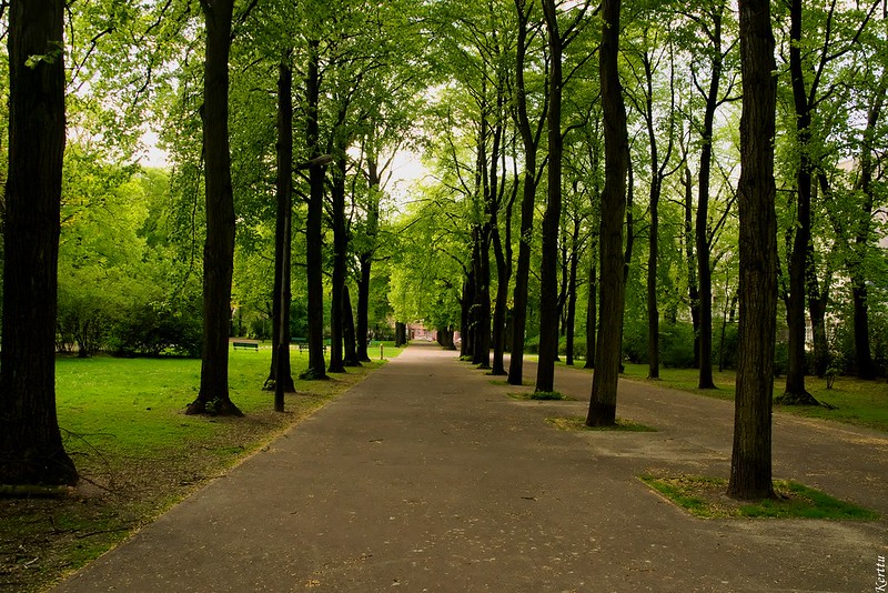 Forest Like Park